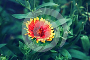 yellow red gaillardia pulchella, firewheel, Indian blanketflower or sundance flower on faded blurry green background.