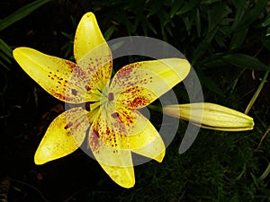 Yellow red garden lily stamens macro photography. yellow lily petals floral background. lily, orchid, macro