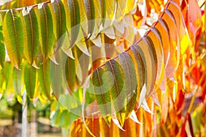 Yellow-red-green oblong tree leaves in autumn