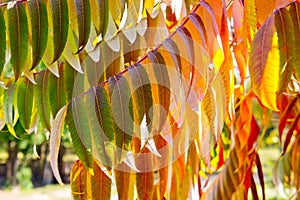 Yellow-red-green oblong tree leaves in autumn