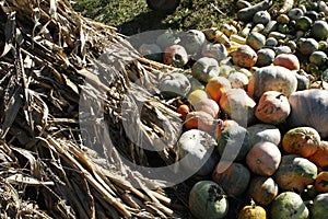 Yellow, red, green and orange pumpkins in front of a stack of dried corn stalks.