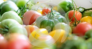 Yellow, red and green tomatoes