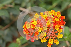 Yellow and Red Hedge Flower ,Lantana camara