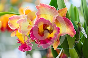 à¸±yellow and red hybrid cattleya orchid