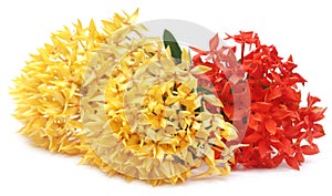 Yellow and red ixora