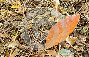 Yellow red jackfruit leaf