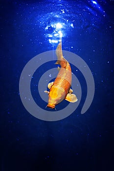 Yellow and red japanese koi carp swims in pond close up, exotic goldfish on dark blue shiny water background