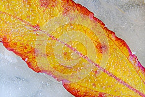 Yellow-red leaf frozen in ice