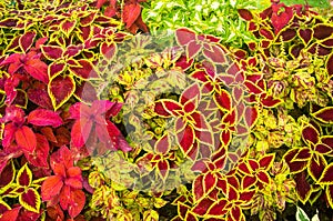 Yellow and Red leaf plants