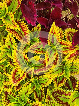 Yellow and red leafs abstract background hd