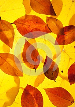 Yellow and red leaves