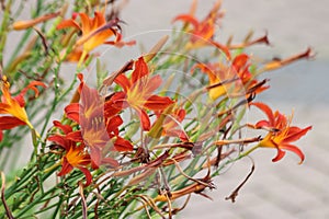 Yellow and red leaves on the flower of lily in public planter