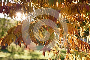 Yellow and red leaves of Sumac tree