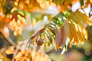 Yellow and red leaves of Sumac tree