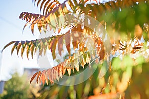 Yellow and red leaves of Sumac tree