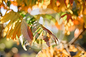 Yellow and red leaves of Sumac tree