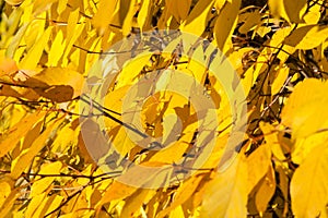Yellow red leaves on a tree