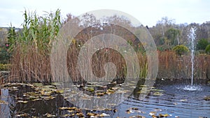 Yellow and red leaves in water