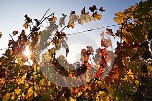 The yellow and red leaves of wonderful vineyards illuminated by the last lights of the sunset in Tuscany in the Chianti Classico