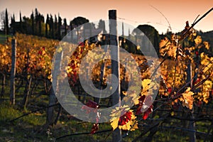 The yellow and red leaves of wonderful vineyards illuminated by the last lights of the sunset in Tuscany in the Chianti Classico