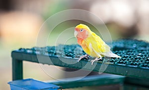 Yellow red Little lovebird