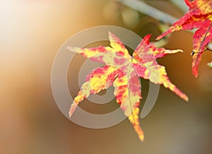 Yellow and red maple leaf