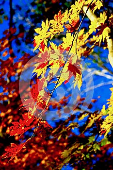 Yellow and Red Maple Leaves. Fall colors.