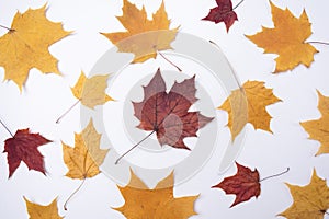 Yellow red maple leaves leaves on white background Autumn concept Season school theme