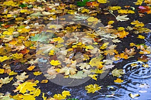 Yellow and red maple leaves in puddle under the rain.