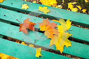 Yellow and red maple leaves on turquoise painted old wooden bench in public park.
