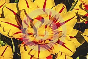 Yellow Red Monsella Tulip Blooming Macro