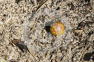 Yellow and Red Oak Apple Gall