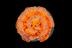 Yellow, red and orange flower isolated on black