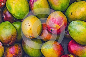 Yellow Red Orange Green Mangos Florida