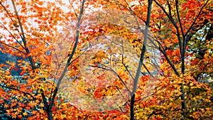 Yellow and red orange maple leave and big black branch with brig