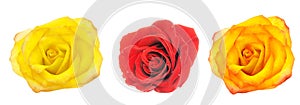 The yellow red and orange roses