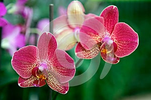 Yellow red orchid