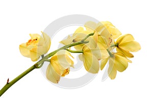 Yellow and red orchid flowers.