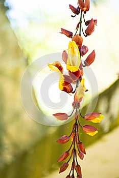 Yellow and red orchid at a garden in Brazil