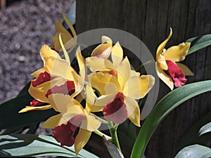 Yellow and red orchid photo
