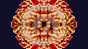 Yellow red ornamental pattern created of macros of chrysanthemums photo