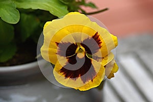 Yellow Red Pansy Face