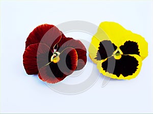 Yellow red Pansy flower isolated on white background, sweet color