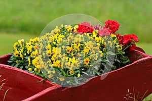 Yellow and red pansy flowers on a flowerbed