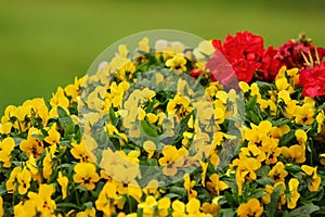 Yellow and red pansy flowers on green background