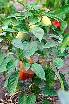 Yellow and red peppers growing in a garden