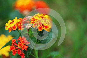 yellow red pink lantana camara flower in garden blooming