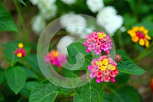 yellow red pink magenta color of lantana camara flower in garden blooming