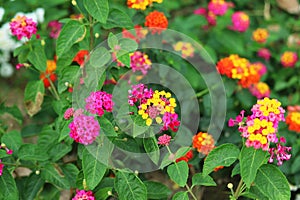 yellow red pink magenta color of lantana camara flower in garden blooming