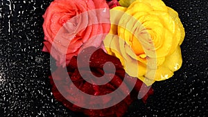 Yellow, Red and Pink rose with water drops against black background, close-up video. Top view. Counterclockwise rotation.
